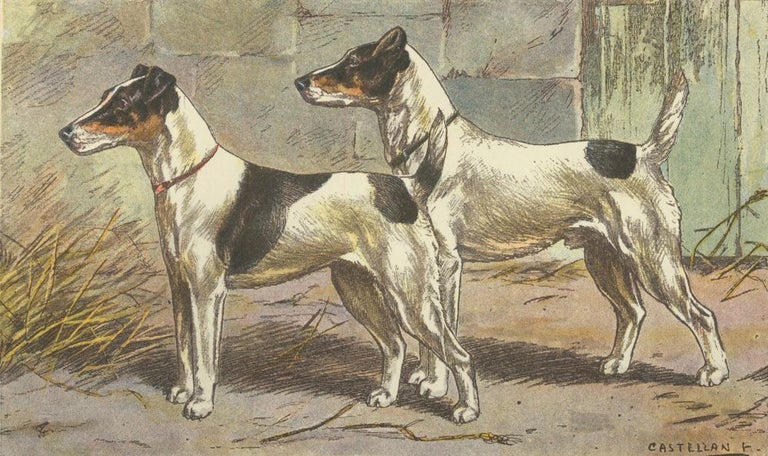 Item nr. 151607 Fox Terrier A Poil Lisse. Les Chiens de Chasse. F. Castellan, P. Mahler.