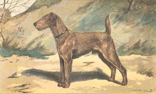 Item nr. 151609 Irish Terrier. Les Chiens de Chasse. F. Castellan, P. Mahler