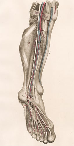 Item nr. 151650 Leg - blood vessels and nerves. Anatomical Plates of the Human Body. John Lizars.