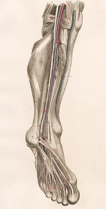 Leg - blood vessels and nerves. Anatomical Plates of the Human Body.