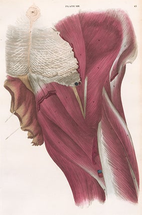 Item nr. 151652 Thigh. Anatomical Plates of the Human Body. John Lizars