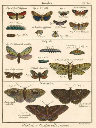 Bombix, Hepiale, Noctuelle