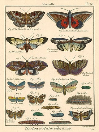 Noctuelle I