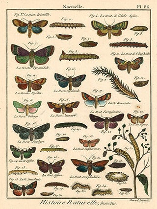 Noctuelle II