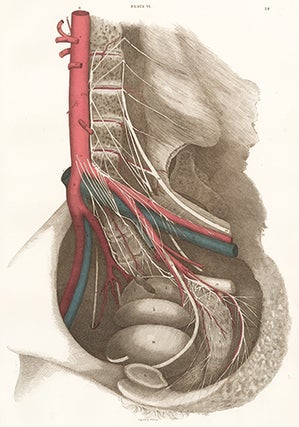 Item nr. 151676 Female Pelvis - blood vessels and nerves. Anatomical Plates of the Human Body....