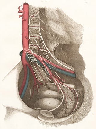 Female Pelvis - blood vessels and nerves. Anatomical Plates of the Human Body.
