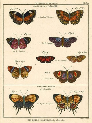 Nymphes Aveugles, Plebeyens Nobles