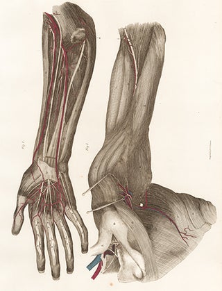 Item nr. 151687 Forearm and Hand - blood vessels and nerves. Anatomical Plates of the Human Body....