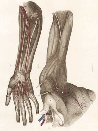 Forearm and Hand - blood vessels and nerves. Anatomical Plates of the Human Body.