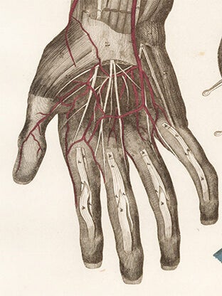 Forearm and Hand - blood vessels and nerves. Anatomical Plates of the Human Body.