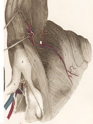 Forearm and Hand - blood vessels and nerves. Anatomical Plates of the Human Body.