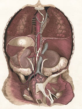 Item nr. 151689 Back view of the thoracic and abdominal viscera. Anatomical Plates of the Human...