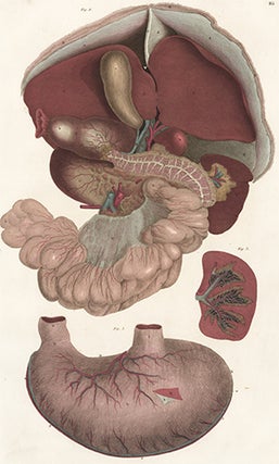 Item nr. 151690 Liver, pancreas, spleen and stomach. Anatomical Plates of the Human Body. John...