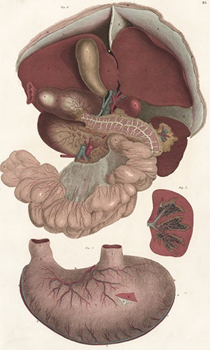 Item nr. 151690 Liver, pancreas, spleen and stomach. Anatomical Plates of the Human Body. John Lizars.
