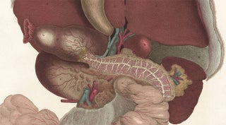 Liver, pancreas, spleen and stomach. Anatomical Plates of the Human Body.