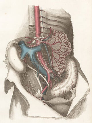 Blood vessels and nerves of female pelvis. Anatomical Plates of the Human Body.