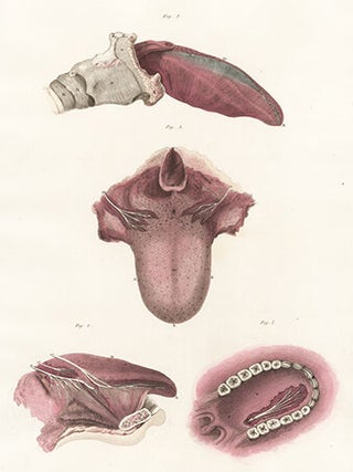 Item nr. 151694 Tongue. Anatomical Plates of the Human Body. John Lizars