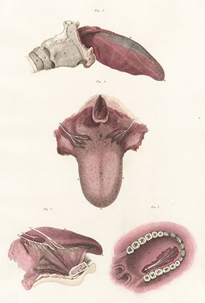 Item nr. 151694 Tongue. Anatomical Plates of the Human Body. John Lizars