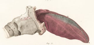 Tongue. Anatomical Plates of the Human Body.