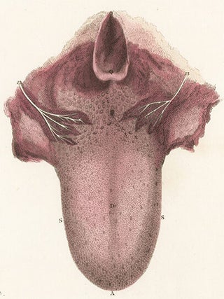 Tongue. Anatomical Plates of the Human Body.