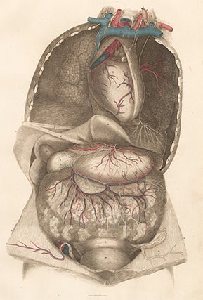 Item nr. 151711 Viscera thorax and abdomen with blood vessels and nerves. Anatomical Plates of...