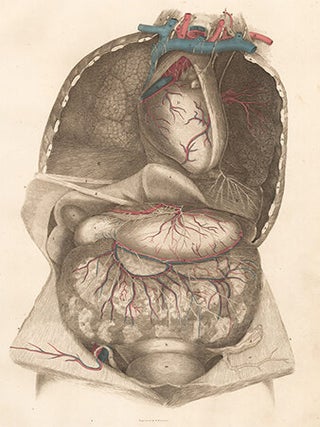 Viscera thorax and abdomen with blood vessels and nerves. Anatomical Plates of the Human Body.