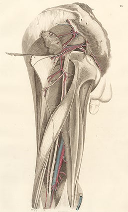 Item nr. 151715 Pelvis dorsum - blood vessels and nerves. Anatomical Plates of the Human Body....