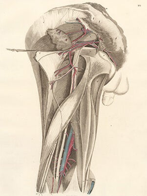 Pelvis dorsum - blood vessels and nerves. Anatomical Plates of the Human Body.