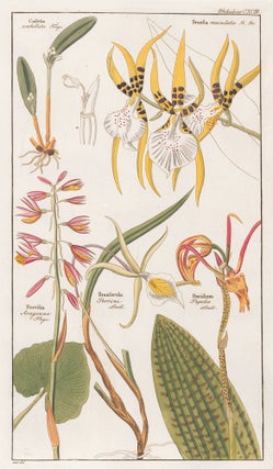 Item nr. 151733 CXCIII. Orchid. David Dietrich