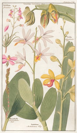 Item nr. 151739 CXC. Orchid. David Dietrich