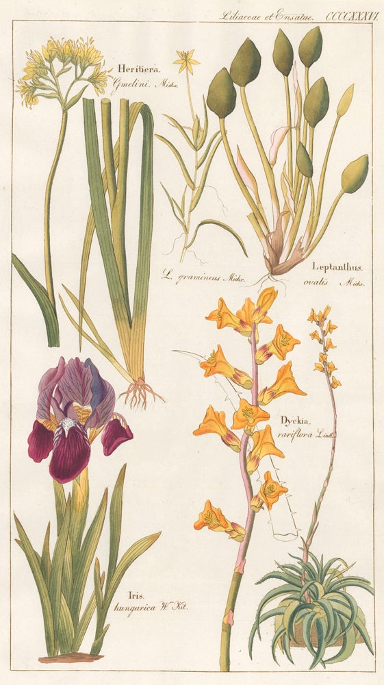 Item nr. 151742 CCCCXXXVI. Liliaceae et Ensatae. David Dietrich.
