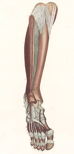 Muscles of the leg and foot, artwork - Stock Image - C020/8291