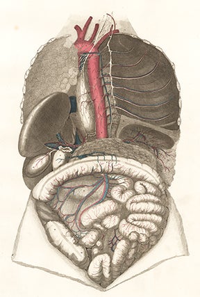 Item nr. 151755 Thoracic and abdomen - deep viscera. Anatomical Plates of the Human Body. John...