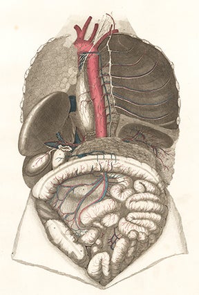 Thoracic and abdomen - deep viscera. Anatomical Plates of the Human Body.
