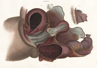 Item nr. 151757 Structure of the urinary bladder, the vagina, clitoris, uterus, ovariun and...
