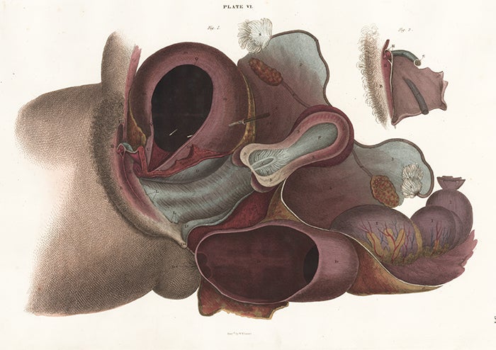 Item nr. 151757 Structure of the urinary bladder, the vagina, clitoris, uterus, ovariun and rectum. Anatomical Plates of the Human Body. John Lizars.