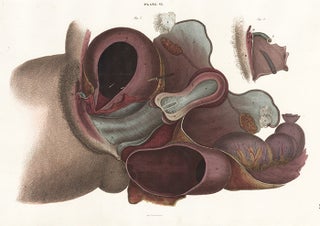 Structure of the urinary bladder, the vagina, clitoris, uterus, ovariun and rectum. Anatomical Plates of the Human Body.