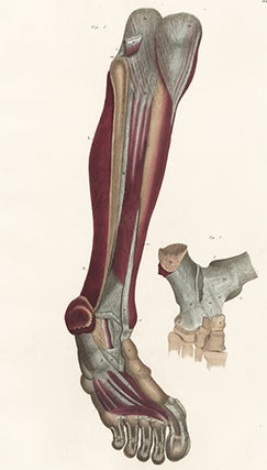 Item nr. 151758 Leg and foot - muscles and ligaments. Anatomical Plates of the Human Body. John...