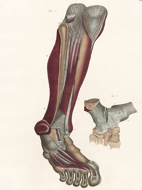 Leg and foot - muscles and ligaments. Anatomical Plates of the Human Body.