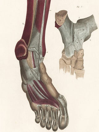 Leg and foot - muscles and ligaments. Anatomical Plates of the Human Body.