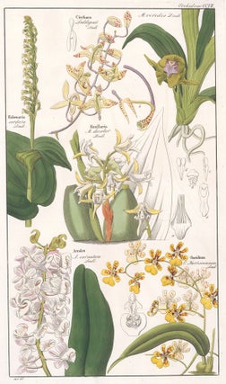 Item nr. 151764 CCVII. Orchid. David Dietrich