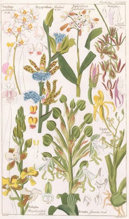 Item nr. 151767 CLXXXII. Orchid. Flora Universalis. David Dietrich