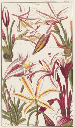 Item nr. 151770 L. Liliaceae. David Dietrich