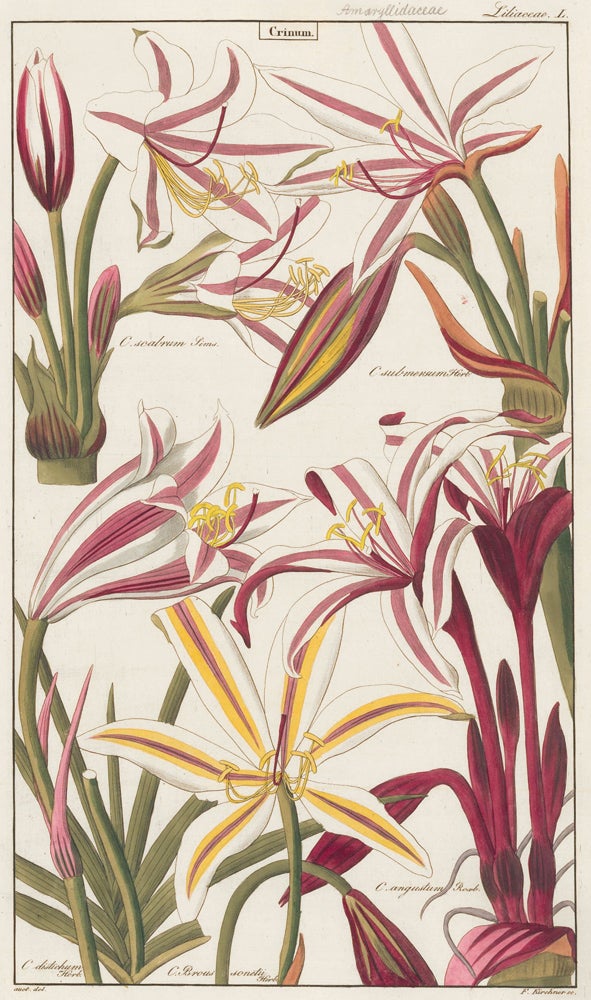 Item nr. 151770 L. Liliaceae. David Dietrich.