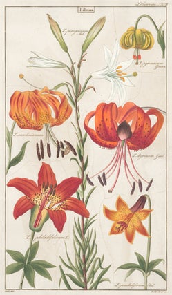 Item nr. 151771 XXXII. Liliaceae. David Dietrich