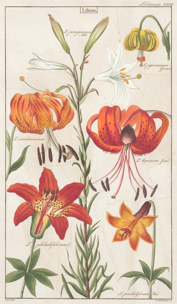 Item nr. 151771 XXXII. Liliaceae. David Dietrich.