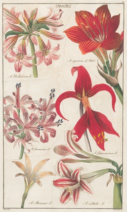Item nr. 151772 IX. Liliaceae. David Dietrich
