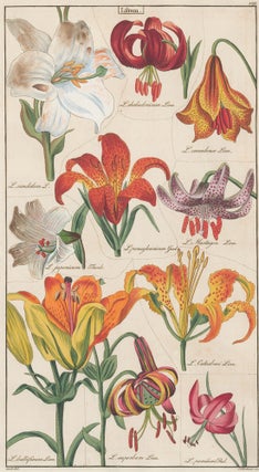 Item nr. 151773 VIII. Liliaceae. David Dietrich