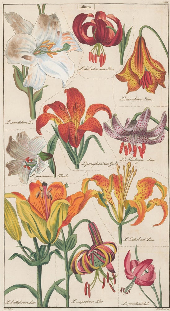 Item nr. 151773 VIII. Liliaceae. David Dietrich.