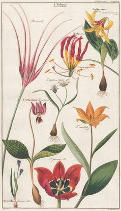 Item nr. 151774 XXXXVII. Liliaceae. David Dietrich